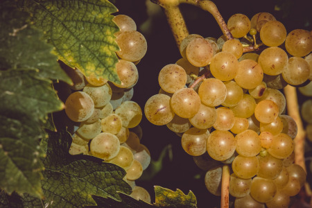 Chianti – aromatyczne wino ze słonecznej Toskanii